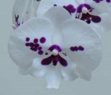 Phal. Smile Mask