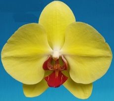 Phal. MS Yellow Shine