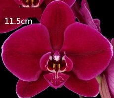 Phal. MS Secret Smile