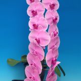 Dtps. Ming Hsing Harmony：圖片 2