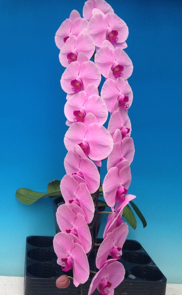 Dtps. Ming Hsing Harmony：圖片 2