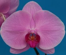 Dtps. Ming Hsing Harmony