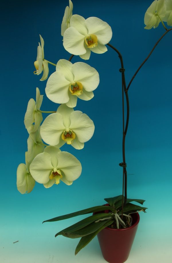 Phal. Star Green Emerald：圖片 2