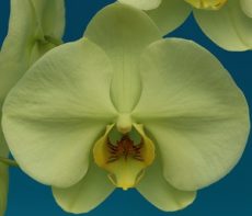 Phal. Star Green Emerald