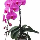 Phal. Ruby Crown：圖片 2