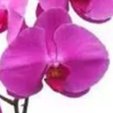 Phal. Ruby Crown