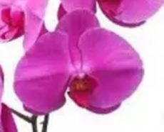 Phal. Ruby Crown