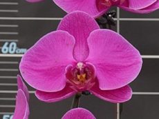 Phal. OX Allure Rose