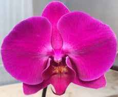 Dtps. Harck Gentleman