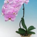 Phal. King Car Sleeping Memory：圖片 2