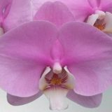 Phal. King Car Sleeping Memory