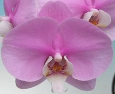 Phal. King Car Sleeping Memory
