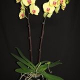 Dtps. Yen Shuai Golden Diamond：圖片 3
