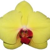 Dtps. Yen Shuai Golden Diamond