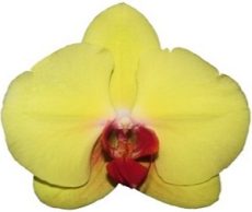 Dtps. Yen Shuai Golden Diamond