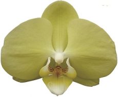 Phal. Younghome Golden "270"