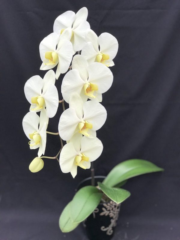 Phal. Taisuco Rosemary X Phal. Miki Watanabe：圖片 3