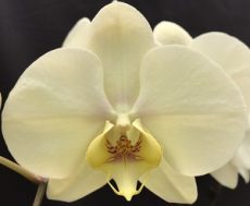 Phal. Taisuco Rosemary X Phal. Miki Watanabe