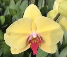 Phal. Star Yellow Diamond