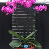 Phal. Charming Angelina：圖片 2