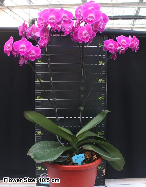 Phal. Charming Angelina：圖片 2