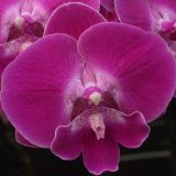 Phal. Charming Angelina