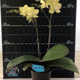 Phal. Pinlong Cheris X Phal. Houston Glory：圖片 2