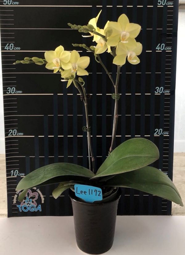 Phal. Pinlong Cheris X Phal. Houston Glory：圖片 2