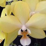 Phal. Pinlong Cheris X Phal. Houston Glory