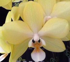 Phal. Pinlong Cheris X Phal. Houston Glory