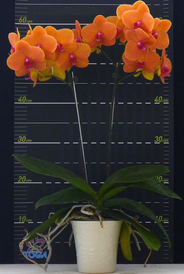 Phal. Charming Fortune：圖片 2