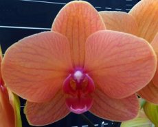 Phal. Charming Fortune