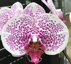 Phal. Ho's French Fantasia X Phal. Sogo Yukidian