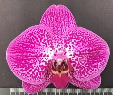 Phal. I-Hsin Spot Leopard X Phal. Chian Xen Pearl
