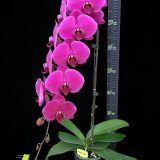 Phal. Lianher Super Red "1012-14"：圖片 3
