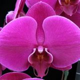 Phal. Lianher Super Red "1012-14"