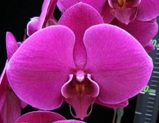 Phal. Lianher Super Red "1012-14"