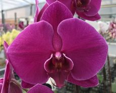 Phal. Lianher Super Red "1012-1"