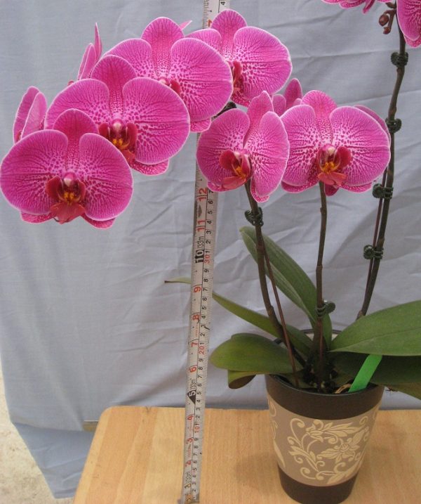 Dtps. Lianher Red Apple "2E59"：圖片 2