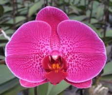 Dtps. Lianher Red Apple "2E59"