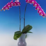 Dtps. Fuller's Light "3265"：圖片 3