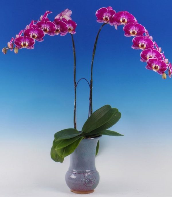 Dtps. Fuller's Light "3265"：圖片 3