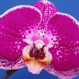 Dtps. Fuller's Light "3265"