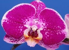 Dtps. Fuller's Light "3265"