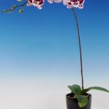 Dtps. Fuller's Alana：圖片 3