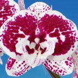 Dtps. Fuller's Alana