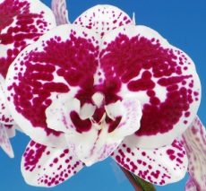 Dtps. Fuller's Alana