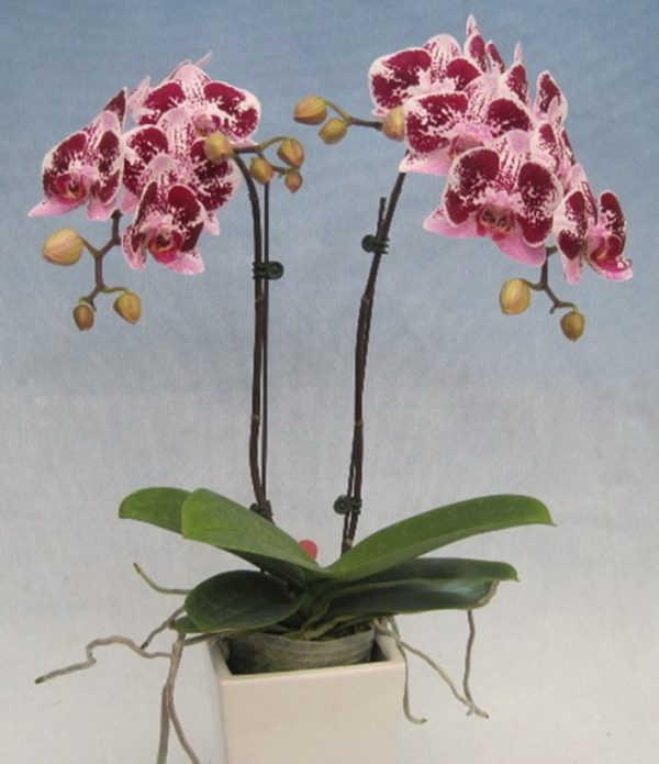 Phal. Fuller's "F3458"：圖片 2