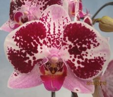 Phal. Fuller's "F3458"