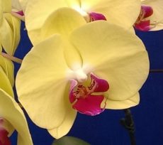 Dtps. Lianher Happy Candy